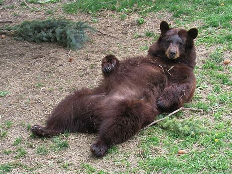 Belly Rub A Teddy Bear Not Me By Carla Hepp Bear Black Bear Teddy Bear