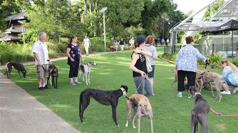 This Charity Would Love You To Consider Fostering A Greyhound Perth