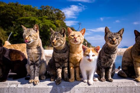 Global cat day, which takes place october 16, reminds us that educating, engaging, and empowering people to defend and protect cats is the right thing to do. Best Time to See Aoshima (Cat Island) in Japan 2020 - Rove.me