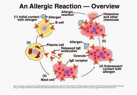 Allergies And Asthma Connections To Other Body Systems