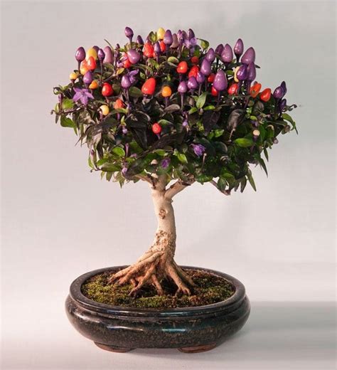 Flowering and fruiting bonsai have rapidly growing roots thus should be grown in deeper pots. Flowering Bonsai Trees | Bonsai Tree Gardener