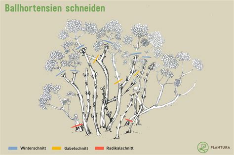 Ein starker rückschnitt bewirkt ein stärkeres wachstum der rosen. Hortensien schneiden: Wann & wie? - Plantura