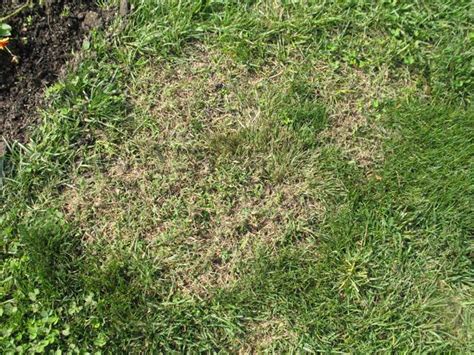 A Visual Guide To A Healthy Cool Season Lawn€¦ · A Visual Guide To A