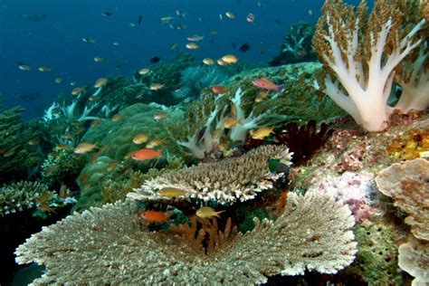 Raja Ampat Diving In The Coral Triangle Apex Expeditions