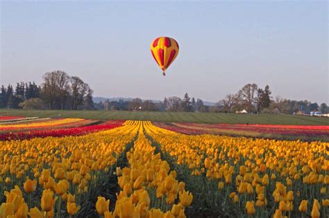 Wooden Shoe Tulip Festival Woodburn Or Paragliding Outdoor