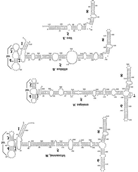 Secondary Structures Of Signal Recognition Particle Srp Rna From