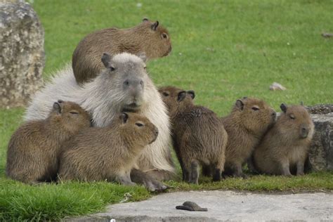 Capybara Alchetron The Free Social Encyclopedia