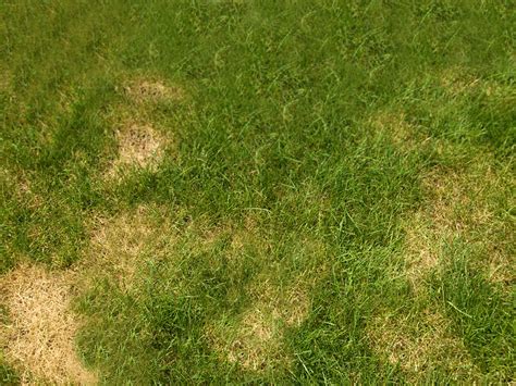 How Can I Fix My Yellow Garden Lawn Ivinghoe Turf News