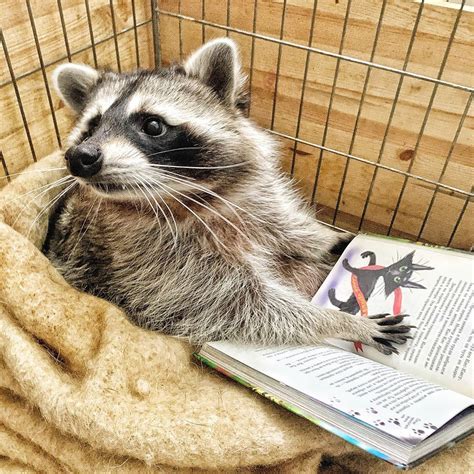This Book Is Good Pet Raccoon Raccoon Funny Cute Raccoon