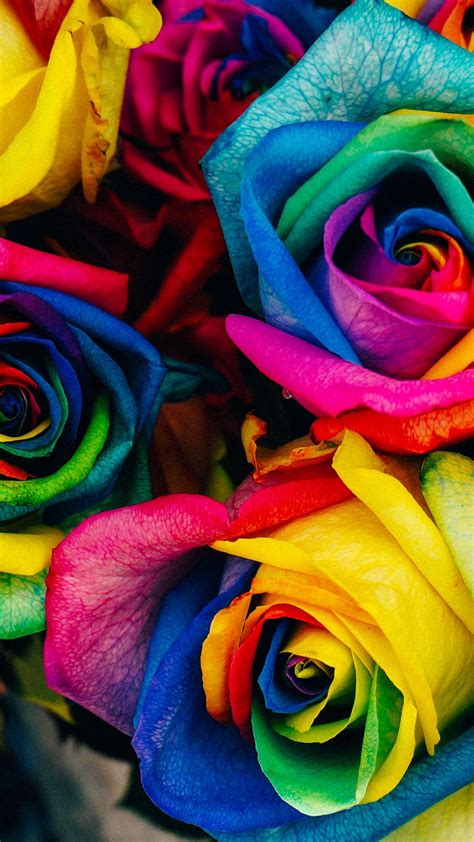 Rainbow Roses Wallpapers Wallpaper Cave