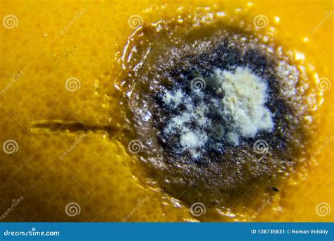Close Up Rot And Mold On Spoiled Orange Citrus Fruit Tangerine Or