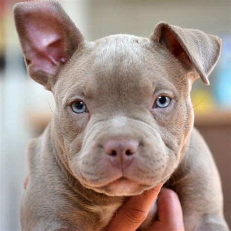 Floppy Ears 😍 Pitbull Baby Animals Cute Puppies Cute Animals