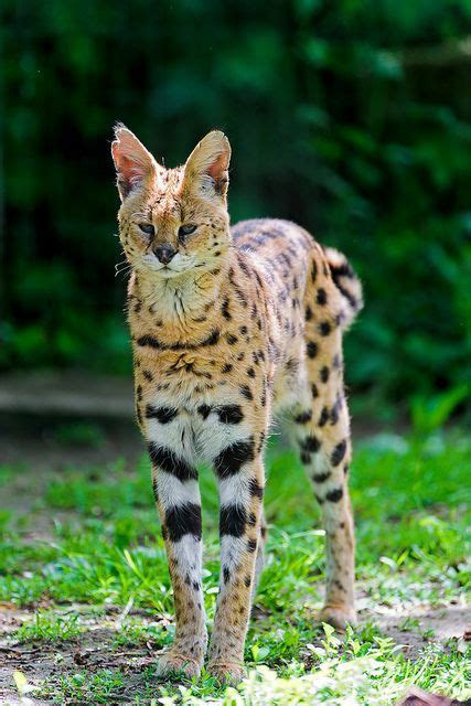 18 Best Serval Cats Images On Pinterest Savannah Cats