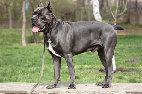 What You Need To Know Before Docking A Cane Corsos Tail Cane Corso