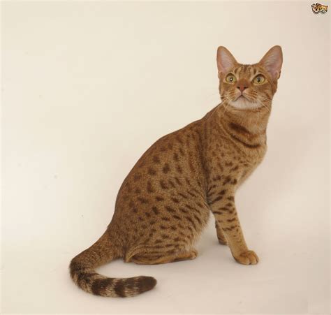 4 Gorgeous Exotic Looking Cat Breeds Pets4homes