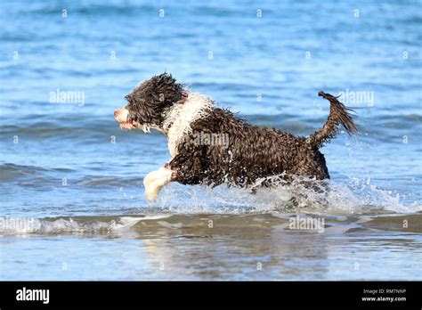 A Brown And White Portuguese Water Dog Running Through The Waves At The