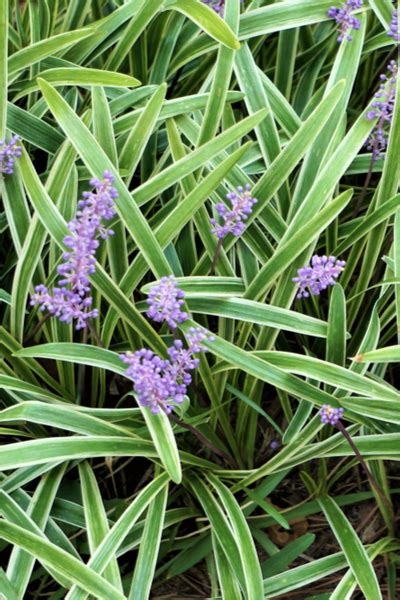How To Grow Liriope The Perfect Border Perennial For Home Landscape