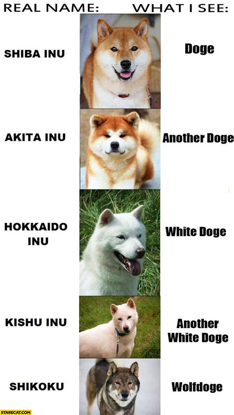 It is a large dog with small eyes and a both shiba inu and akita are an intelligent breed with a confident and independent personality. Real name what I see Shiba Inu Doge, Akita Inu, Hokkaido ...