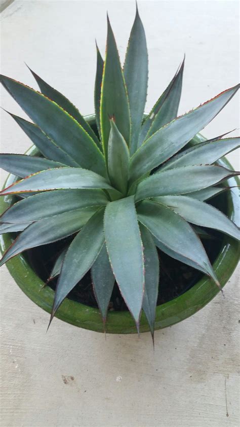 It contains a huge amount of useful elements and vitamins. AGAVE BLUE GLOW. | Agave blue glow, Succulents, Plants