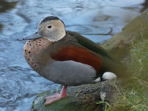 Ringed Teal Zoochat