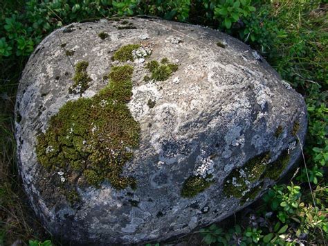 Boulder Stone Covered With Moss Stock Photo Image Of Lichens Large