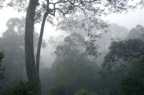 Print Of The Canopy Of A Primary Rainforest In The Mist Danum Valley