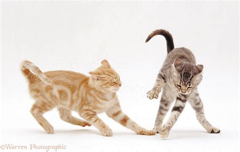 Domestic cats, especially young kittens, are known for their love of play. Silver tortoiseshell cat play-fighting with her ginger ...