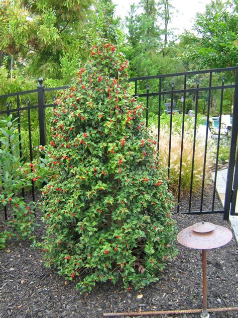 The dragon lady holly is an evergreen female cultivar that will stay fairly narrow with dense foliage. Beechwood Landscape Architecture and Construction: Dragon ...