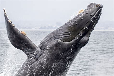 Are Humpback Whales Really Not Threatened Anymore