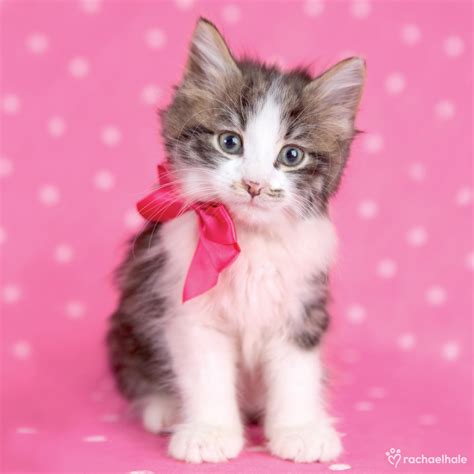 Kitten With Bright Pink Ribbon Cute Greeting Card Cards Love Kates
