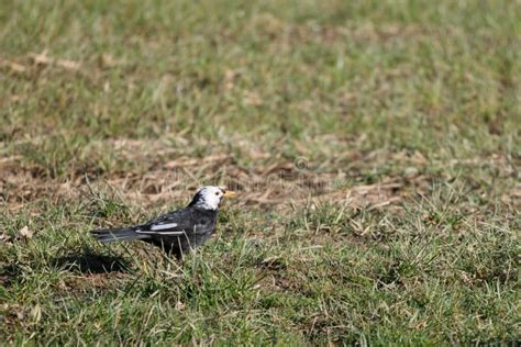White Headed Blackbird In The Grass Searching For Food Stock Photo