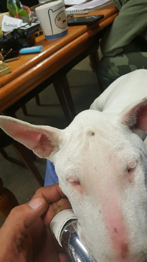 Lump On Head Between Ears — Strictly Bull Terriers