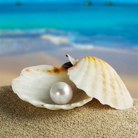 Natural Pearl In Shell
