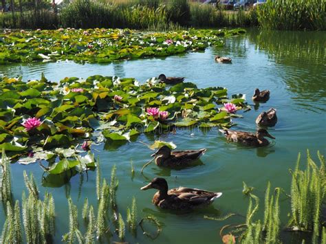Small Park Pond With Many Floating Ducks And Lily Flowers With Pads