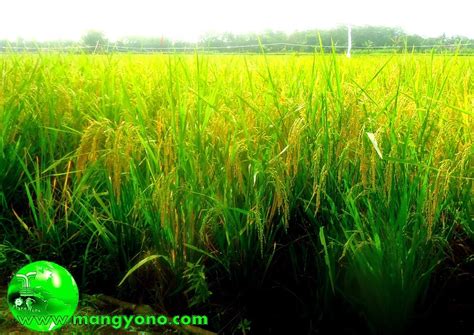 Foto Padi Di Sawah Mulai Menguning