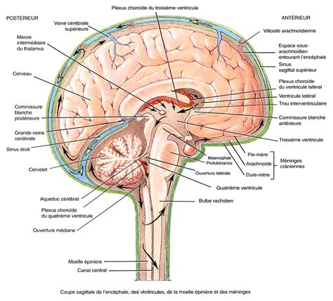 anatomie du cerveau