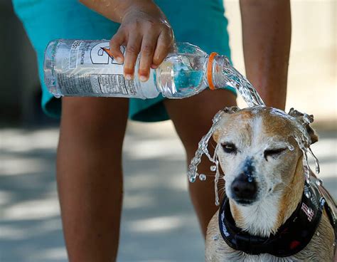 Heat Stroke In Dogs Woofline Pets