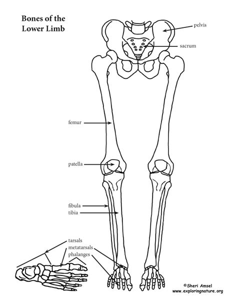 Back Pelvis And Lower Limb