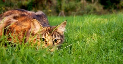 Understanding The Behavioral Patterns Of Feral Cats Purrpetrators