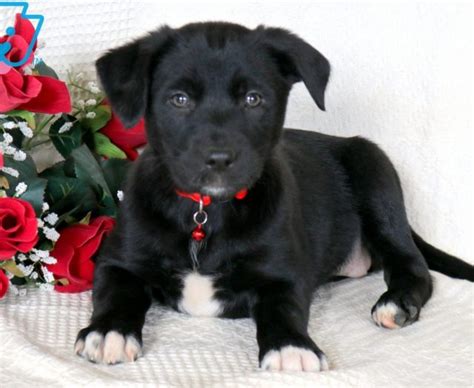 Border Collie Mix Puppies For Sale Puppy Adoption Keystone Puppies