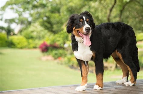 Bernese Mountain Dog Breed Information Facts Training Tips And More