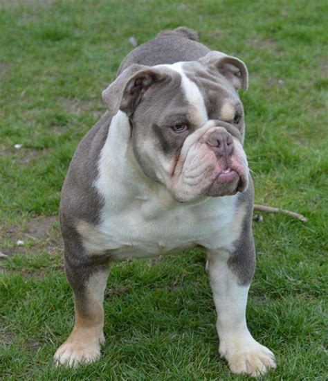Our dogs are seen by a licensed vet before we place our puppies in new homes. HUGO LILAC TRI KC ENGLISH BULLDOG NOW AT STUD | Coventry ...
