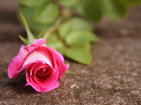 Beautiful Pink Rose For You Love Wallpapers Romantic Wallpapers