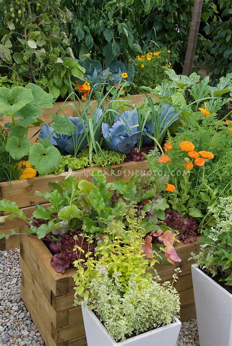 It's perfect for those with instead of planting the vegetables in traditional rows, however, plant each veggie type in the window boxes work well when growing a wide range of plants, from succulents and flowers to. Vegetable and flower garden in raised beds, with cabbage ...