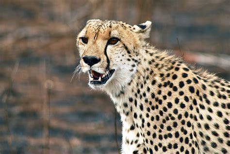 Cheetah The Wild Animal | Fun Animals Wiki, Videos, Pictures, Stories