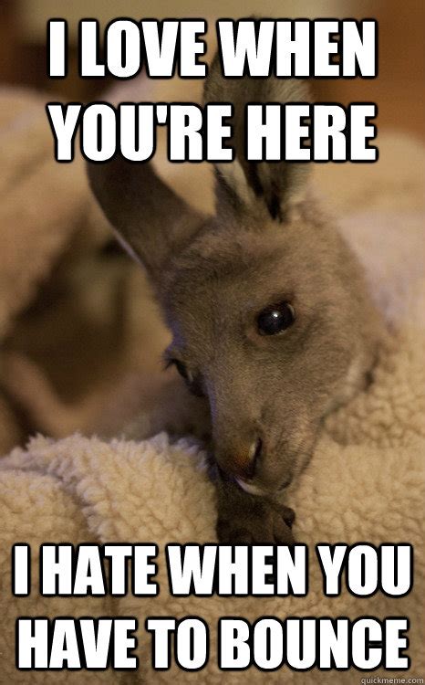 45 Most Funny Kangaroo Meme Photos And Images
