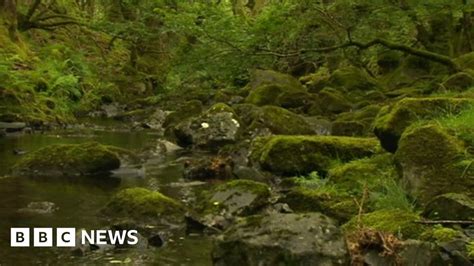 Plan To Buy £15m Celtic Rainforest In Snowdonia Bbc News