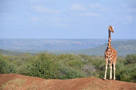 Africa African Giraffe Panoramic View Safari Wild Animal Wild