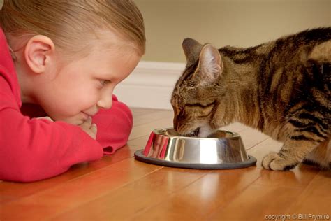 Getting rid of fleas, caring for dry skin, treating cuts and from getting rid of fleas to caring for dry skin, let's get those dog tails wagging and cats purring. How Should Cats Be Fed?