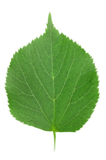 Tree Leaves Png Transparent Images Free Download Vector Files Pngtree